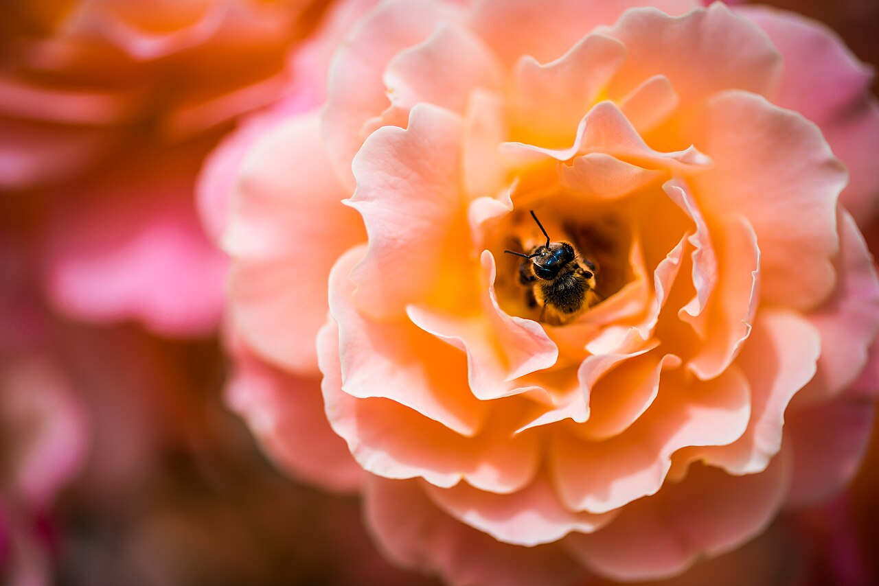 When Robots Do the Bees' Work: Pollination Goes Mechanical
